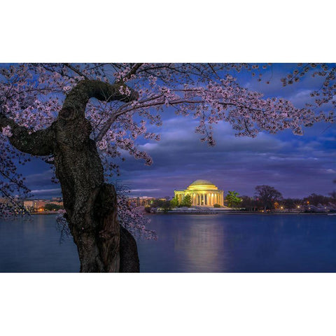 Cherry Blossoms Around The Jefferson Memorial Black Modern Wood Framed Art Print with Double Matting by Zhu, Hua