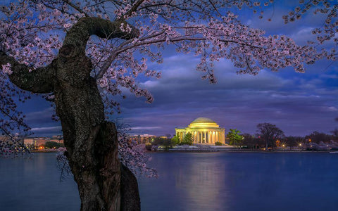 Cherry Blossoms Around The Jefferson Memorial White Modern Wood Framed Art Print with Double Matting by Zhu, Hua