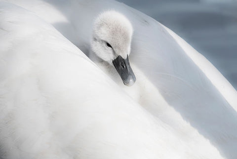 A Dress That Is Too Big White Modern Wood Framed Art Print with Double Matting by H., Aijing