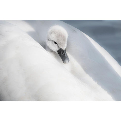 A Dress That Is Too Big Gold Ornate Wood Framed Art Print with Double Matting by H., Aijing