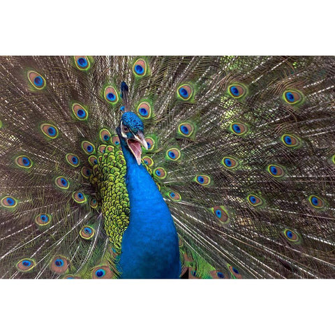 Indian Peafowl White Modern Wood Framed Art Print by Oesin, Dikky