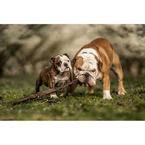 Busy With A Stick Black Modern Wood Framed Art Print by van den, Gert