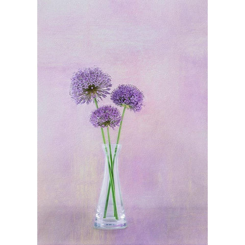 3 Allium Black Modern Wood Framed Art Print with Double Matting by Gray, Gaille