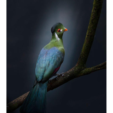 Delightful Black Modern Wood Framed Art Print with Double Matting by Van Son, Greetje