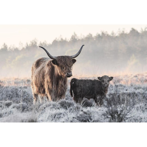 Highlander And Calf White Modern Wood Framed Art Print by van den, Jaap