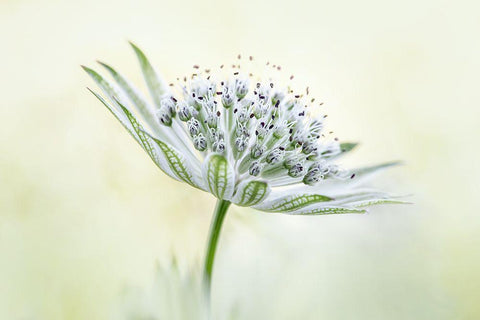 ~Astrantia~ Black Ornate Wood Framed Art Print with Double Matting by Disher, Mandy