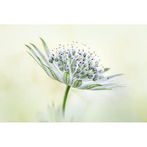 ~Astrantia~ White Modern Wood Framed Art Print by Disher, Mandy