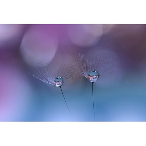 ~O~O~ White Modern Wood Framed Art Print by Nan, Juliana