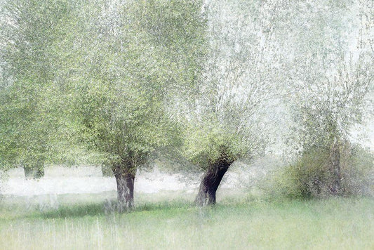 Image Only