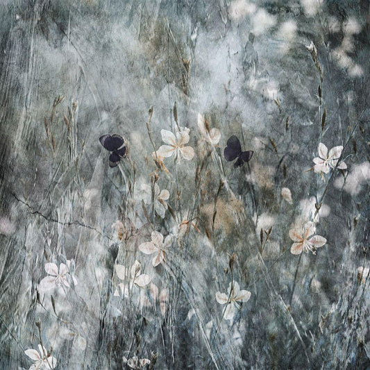 Image Only