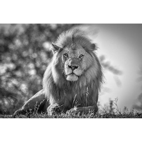Monochromatic Lion King White Modern Wood Framed Art Print by C. Sink, Jeffrey
