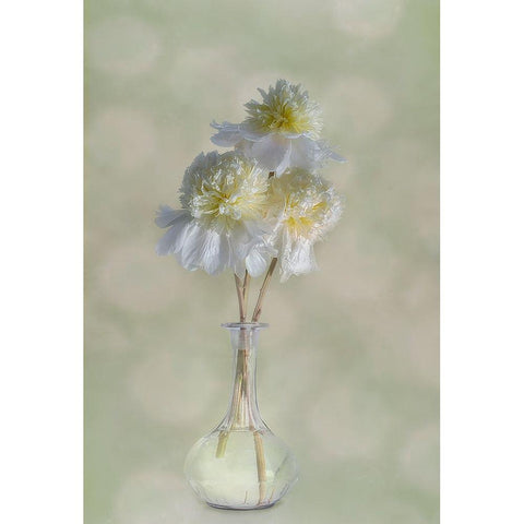 Peonies White Modern Wood Framed Art Print by Gray, Gaille