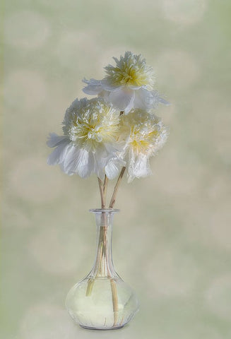 Peonies White Modern Wood Framed Art Print with Double Matting by Gray, Gaille