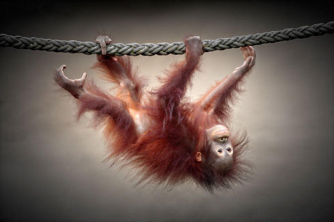 Dont Murder Our Primeval Forests White Modern Wood Framed Art Print with Double Matting by Wenner-Braun, Antje