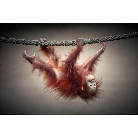 Dont Murder Our Primeval Forests Black Modern Wood Framed Art Print with Double Matting by Wenner-Braun, Antje