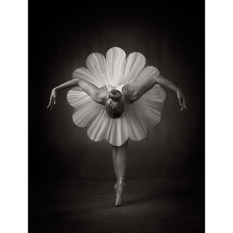 Floral Ballet White Modern Wood Framed Art Print by Studio, Catchlight