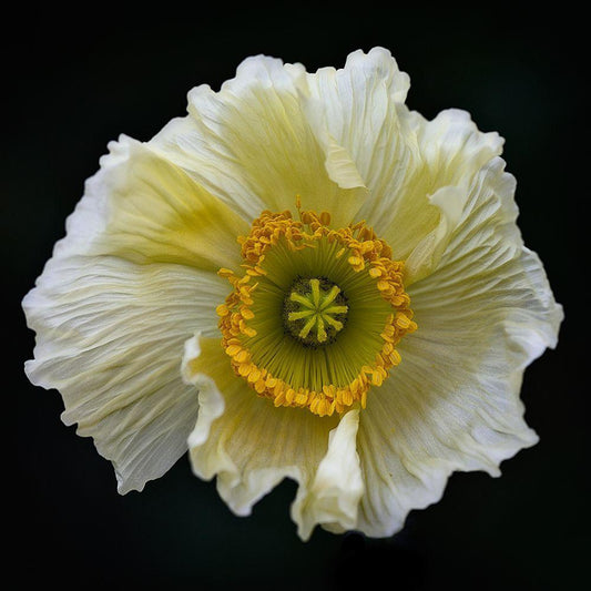 Image Only