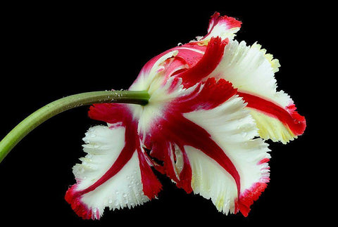 Tulipa Flaming Parrot White Modern Wood Framed Art Print with Double Matting by Gronkjar, Lotte