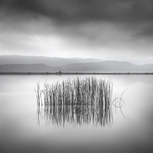 Image Only
