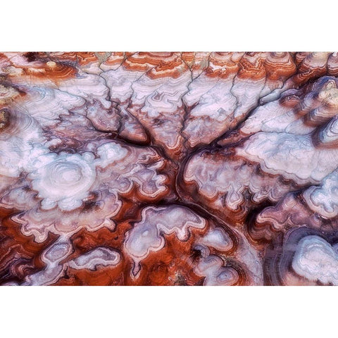 A Tree In The Desert White Modern Wood Framed Art Print by Xu, Mei