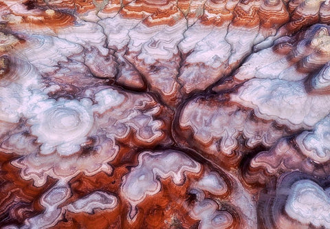 A Tree In The Desert Black Ornate Wood Framed Art Print with Double Matting by Xu, Mei