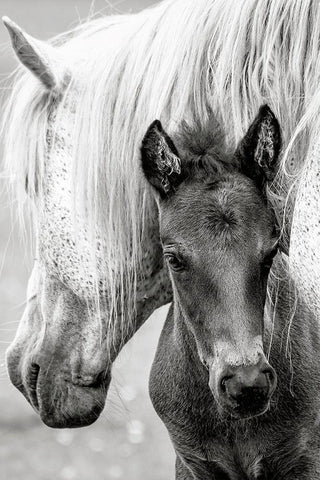 The Foal Black Ornate Wood Framed Art Print with Double Matting by Parker, Jacky