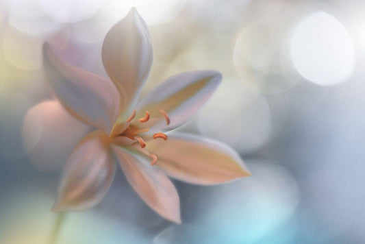 Image Only
