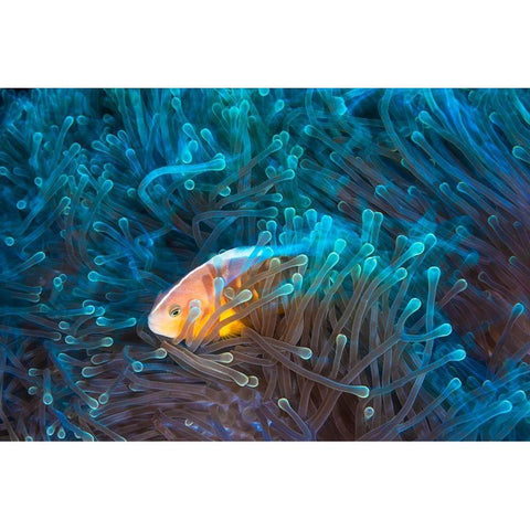 Skunk Clownfish Gold Ornate Wood Framed Art Print with Double Matting by Gabriel, Barathieu