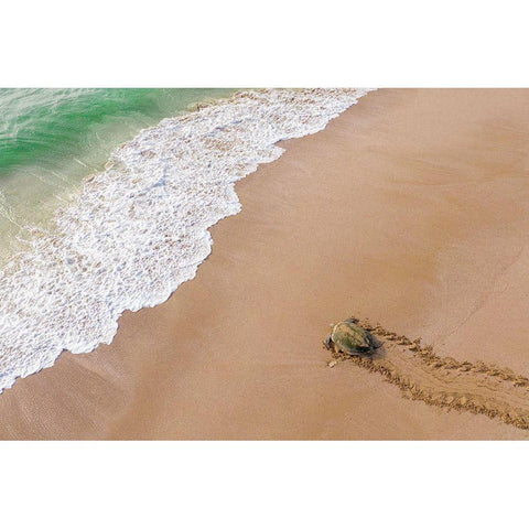 Turtle Season White Modern Wood Framed Art Print by Al Farsi, Haitham