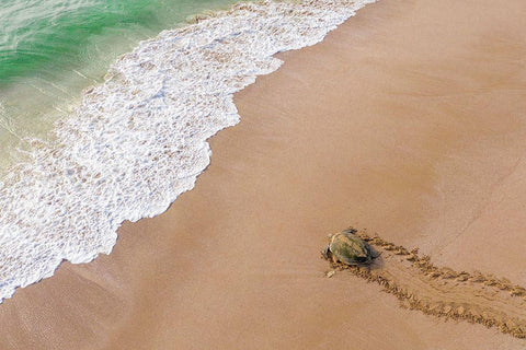 Turtle Season White Modern Wood Framed Art Print with Double Matting by Al Farsi, Haitham