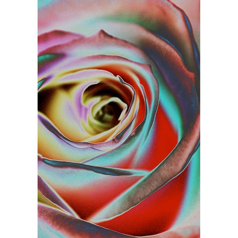 Rose Black Modern Wood Framed Art Print by Koenig, Andre