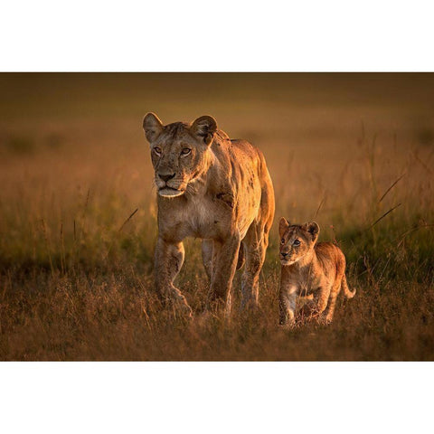 Mom Lioness With Cub White Modern Wood Framed Art Print by Ortega, Xavier