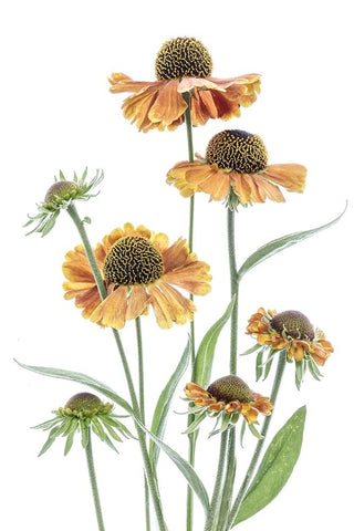Helenium Black Ornate Wood Framed Art Print with Double Matting by Disher, Mandy