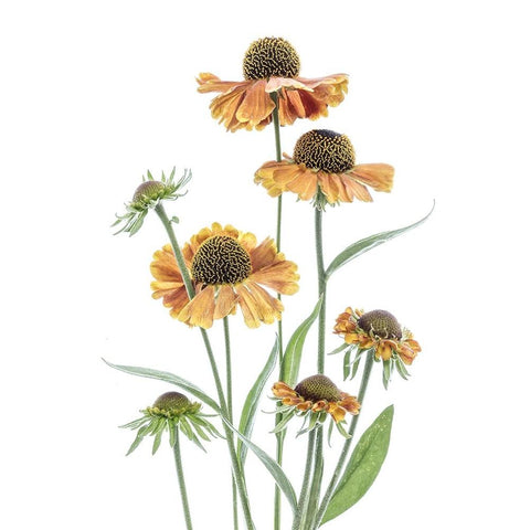 Helenium White Modern Wood Framed Art Print by Disher, Mandy