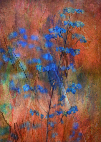 Colors Dance On Flowers Black Ornate Wood Framed Art Print with Double Matting by Devos, Delphine