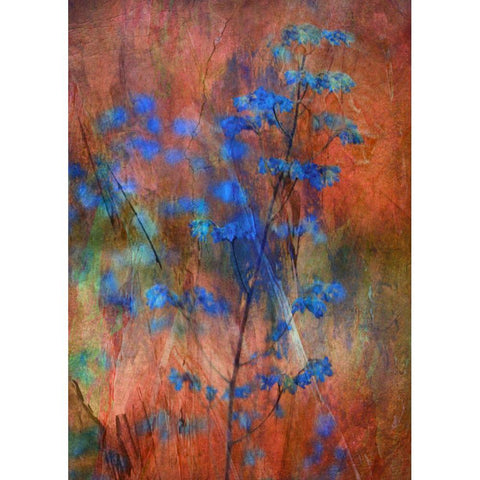 Colors Dance On Flowers Black Modern Wood Framed Art Print by Devos, Delphine