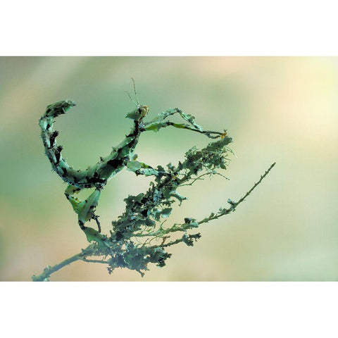 Looks Like Lichen Gold Ornate Wood Framed Art Print with Double Matting by Hoffman, Jimmy