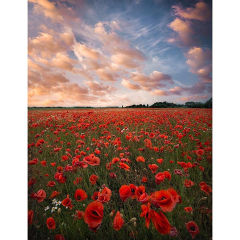 Poppy Field In Sweden White Modern Wood Framed Art Print by Lindsten, Christian