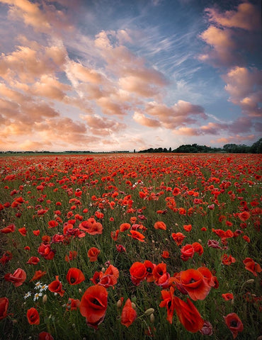 Poppy Field In Sweden White Modern Wood Framed Art Print with Double Matting by Lindsten, Christian