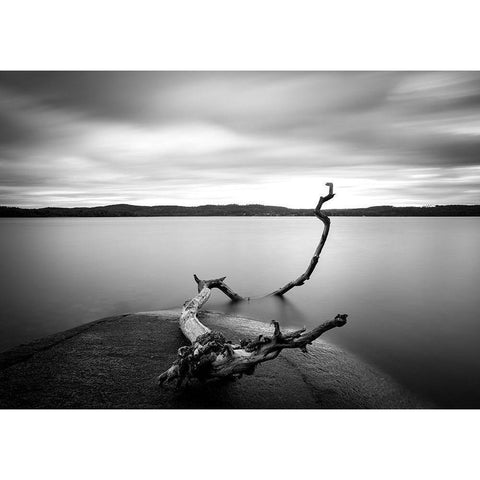 Branch Long Exposure Lake Gold Ornate Wood Framed Art Print with Double Matting by Lindsten, Christian