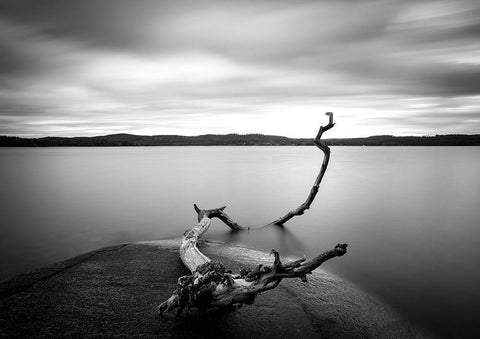 Branch Long Exposure Lake Black Ornate Wood Framed Art Print with Double Matting by Lindsten, Christian