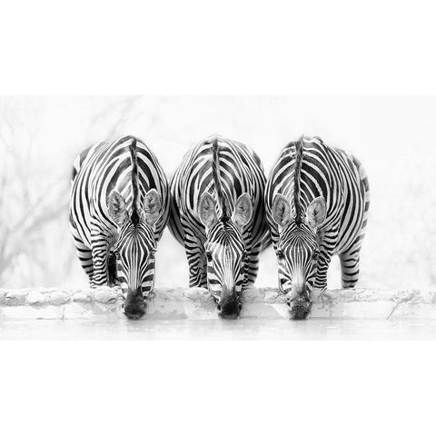 Zebras Black Modern Wood Framed Art Print with Double Matting by Zhao, Henry