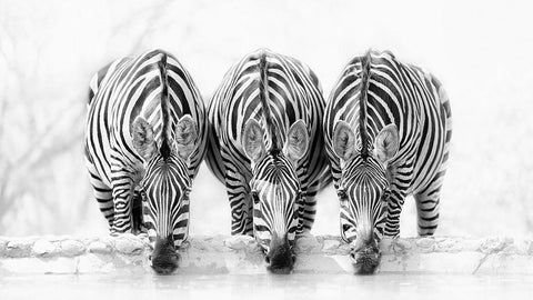 Zebras White Modern Wood Framed Art Print with Double Matting by Zhao, Henry