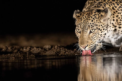 Eye Of The Tiger Black Ornate Wood Framed Art Print with Double Matting by Eichelberg, Amnon