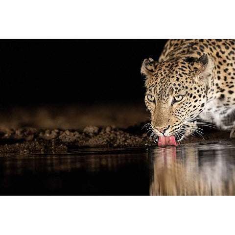 Eye Of The Tiger Gold Ornate Wood Framed Art Print with Double Matting by Eichelberg, Amnon