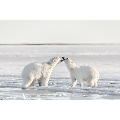 Morning Celebration Black Modern Wood Framed Art Print with Double Matting by Itoyama, Eiji