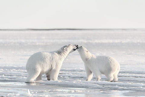 Morning Celebration White Modern Wood Framed Art Print with Double Matting by Itoyama, Eiji