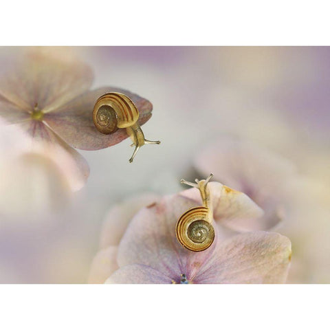 Little Snails.... White Modern Wood Framed Art Print by Van Deelen, Ellen