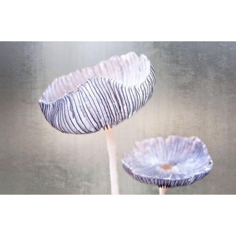 Mushroom Gold Ornate Wood Framed Art Print with Double Matting by Cseresnjes, Anna