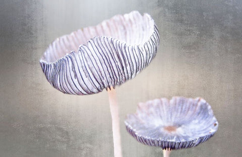 Mushroom White Modern Wood Framed Art Print with Double Matting by Cseresnjes, Anna